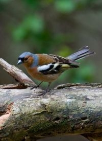 Vink (foto: Jan Nijendijk, Saxifraga)