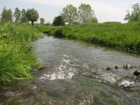 Vooral soorten van zoetwatersystemen staan onder zware druk (foto: Griet Nijs)