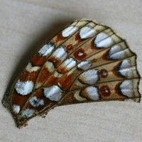 Een vleugeltje van de duinparelmoervlinder (foto: Bauke Koole)