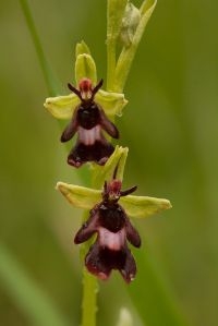 Vliegenorchis (foto: Mark Engels)