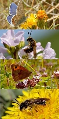 Zowel vlinders als bijen hebben bloeiende planten nodig (foto’s: Kars Veling)