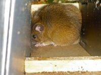 Volwassen mannetje Grote bosmuis in nestbuis voor Hazelmuis (foto: Rian Pulles)