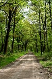 Open zonnige bosachtige gebieden zijn goede citroenvlindergebieden (foto: Kars Veling)