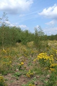 Voormalige akker bij Kootwijk (foto: Kars Veling)