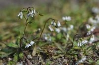  Vroegeling; de witte bloemetjes, maken plaats voor een bruine zaaddoos. Foto: Wout van der Slikke