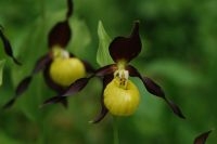 Vrouwenschoentje, een bedreigde orchidee in diverse europese landen (foto: Wout van der Slikke)