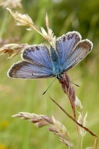 Sommige vrouwtjes van icarusblauwtje hebben veel blauwe bestuiving (foto: Kars Veling)