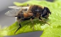 Vrouwtje kegelbijvlieg Eristalis pertinax (foto: John Smit)