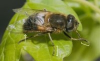 Vrouwtje onvoorspelbare bijvlieg Eristalis similis (foto: John Smit)