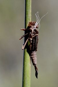 De larvenhuidjes blijven achter als de vuurjuffer er uitgeslopen is (foto: Kars Veling)