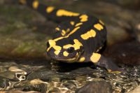 Vuursalamander (foto: Jelger Herder, Digital Nature)