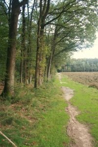 Wandelpad in de Sysselt langs stuk heide en loofbos met ondergroei van bosbessen (foto: Sander Koenraadt)