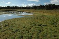 Ven met invasieve exoot Watercrassula (foto: Hein van Kleef)