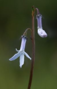 De met uitsterven bedreigde Waterlobelia breidt weer uit in het Turnhouts Vennengebied (foto: Hugo Willocx)