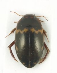 Waterroofkever Agabus undulatus, een soort van vegetatierijke wateren. (foto: Kevin Scheers)