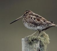 Watersnip (foto: IVN Vecht & Plassengebied)