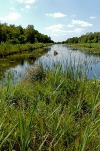 Grote vuurvlinder komt alleen nog voor in Rottige Meente en in de Weerribben (foto: Kars Veling)