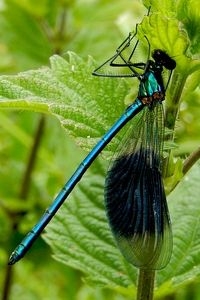 Het prachtig metaalglanzende mannetje van de weidebeekjuffer met de kenmerkende zwarte vlekken in de vleugel (foto: Kars Veling)