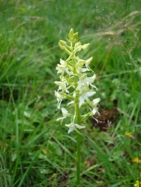 Welriekende nachtorchis in het Aamsveen, een door verdroging en stikstofdepositie bedreigde soort (foto: Wieger Wamelink)