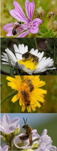 Veel wilde bijen zijn gespecialiseerd op een of enkele inheemse plantensoorten (foto’s: Kars Veling)