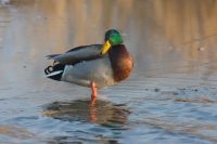 Wilde eend (foto: Jan Nijendijk, Saxifraga)