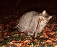 Wilde kat op cameraval (foto: Jaap Mulder)