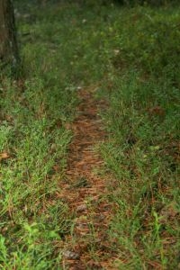 Uitgesleten stuk wildspoor door bosbesstruiken (foto: Sander Koenraadt)