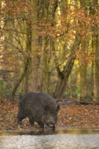 Wild zwijn (foto: Edwin Kats)