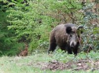 Wild zwijn (foto: Eric van Kaathoven)