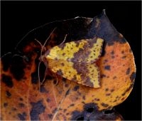 Wilgengouduil, een echte herfstsoort (foto: Marc Herremans)