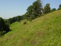 Kalkgrasland in volle bloei, Bemelerberg 2005 (foto: Wim Dimmers)