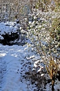 Laat staan wat kan: overwinteringsplekken voor eitjes, rupsen, poppen (foto: Kars Veling)