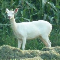 Meest gelezen natuurbericht: Wit hert dat waarschijnlijk een ontsnapt damhert was (foto: Bianca Kobus)