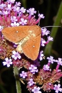 Witstipgrasuil (hier op Verbena) is ook op de vlinderstruik te vinden (foto: Kars Veling)