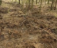 Vindplaats van Korrelige hertentruffels, een woelplek van Wilde zwijnen (foto: Nico Dam)