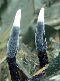 Xylaria arbuscula in Burgers Bush (foto: Menno Boomsluiter)