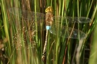 De zadellibel bij Budel (foto: Tim Faasen, Ecologica)