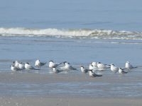 Visdief en grote stern op Zandmotor (foto: Leo Linnartz, ARK)