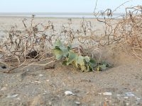 Blauwe zeedistel en afgestorven zeeraket (foto: Leo Linnartz, ARK)