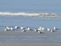 Ook vogels hebben de Zandmotor ontdekt (foto: Leo Linnartz, ARK)