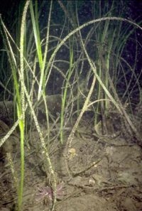 Groot zeegras (foto: Ronald C. Phillips)