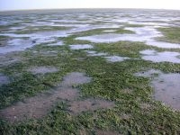 Het kenmerkende zeegraslandschap in april, met zeegras bedekte heuveltjes en de leeggegeten dalletjes waar tijdens laag water nog een klein laagje water in blijft liggen (foto: Johan Eklöf)