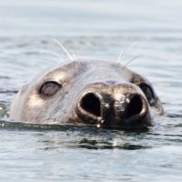 Zeehond (foto: Peter H. van Bragt)