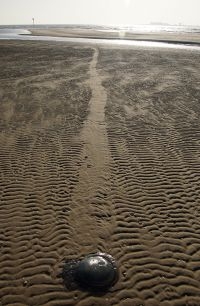 Zeepaddenstoel met spoor (foto: Foto Fitis, Sytske Dijksen)