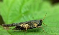 Ook Zeggendoorntje bevindt zich al eens onder water (foto: Antoine Griboval)