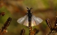 Mannetje van het zandbijwaaiertje (Stylops melittae), de waaiervormige vleugels zijn duidelijk zichtbaar (foto: John T. Smit)