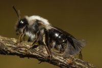 Grijze zandbij (Andrena vaga) met een mannetje van het zandbijwaaiertje op het achterlijf, parend met een vrouwtje in het achterlijf (foto: John T. Smit)