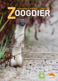 Cover Tijdschrift Zoogdier over wezel, hermelijn en bunzing (foto: Zoogdiervereniging)
