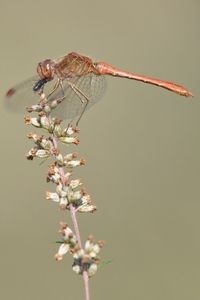 Een mannetje zuidelijke heidelibel (foto: Richard Slagboom)