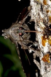 Dit zwart weeskind drinkt met de lange roltong uit de stroopplek (foto: Kars Veling)